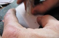 MD